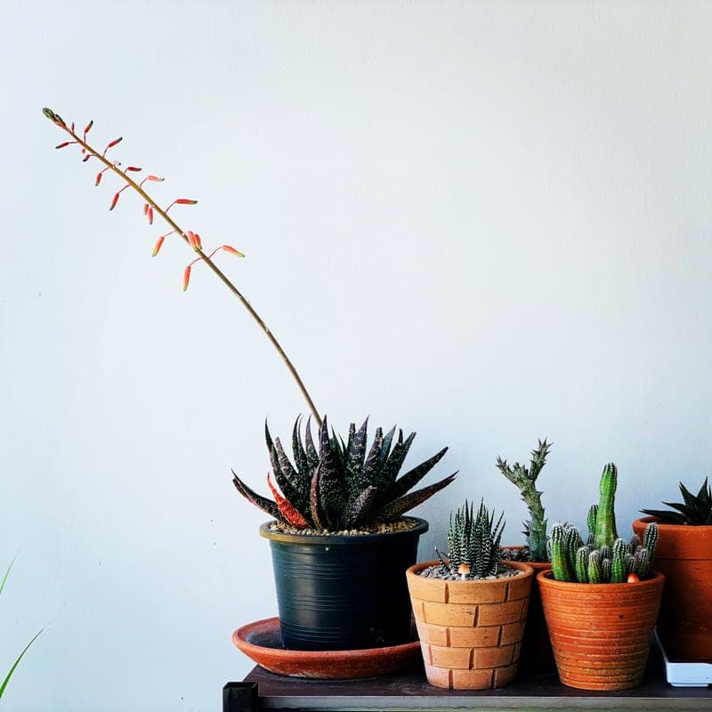 A hardy snake plant in a plain pot