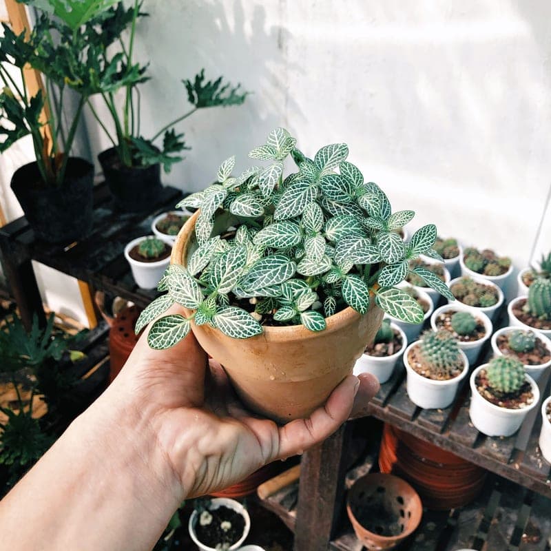 A terracotta clay watering spike beside a plant pot