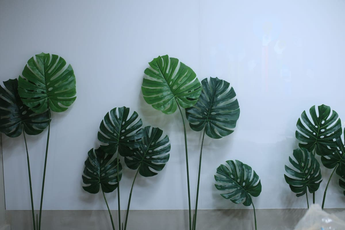 Monstera leaves against a plain indoor wall