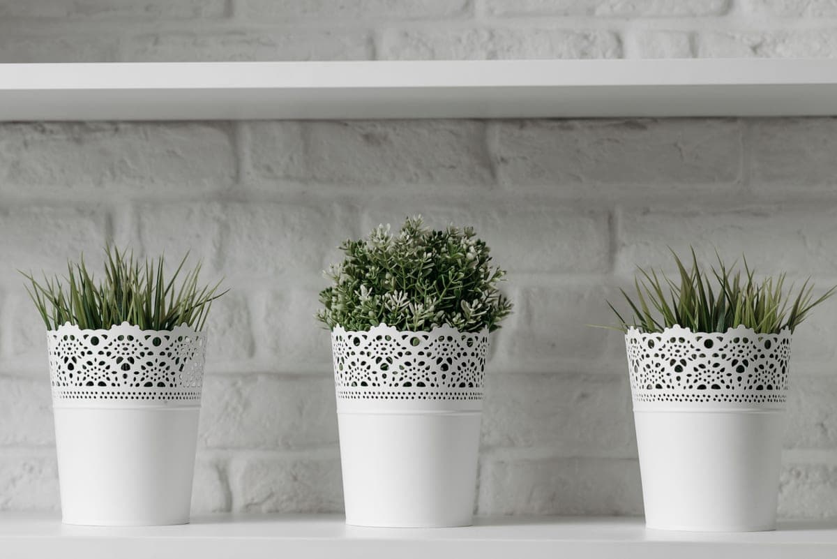 Indoor houseplants in plain pots on a white shelf in a living room