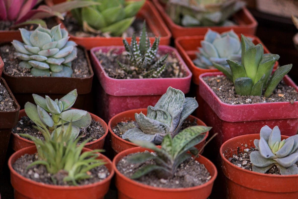 Succulents and cacti in small pots on a gray surface