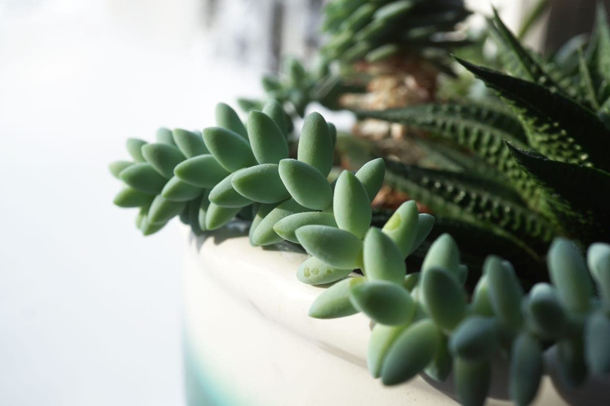 Drooping houseplant leaves seen close up