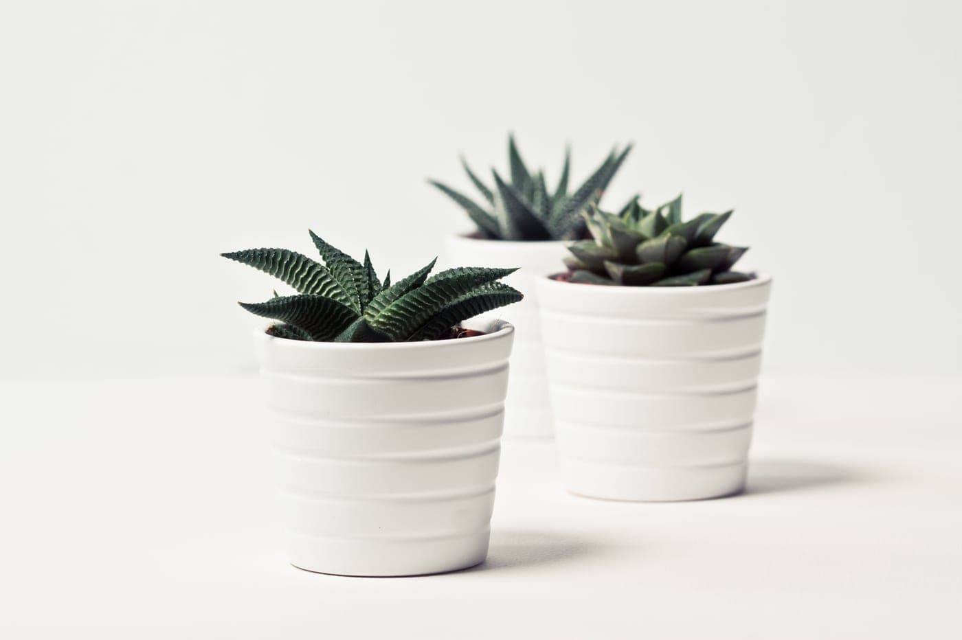 A row of potted houseplants in plain containers on a light surface