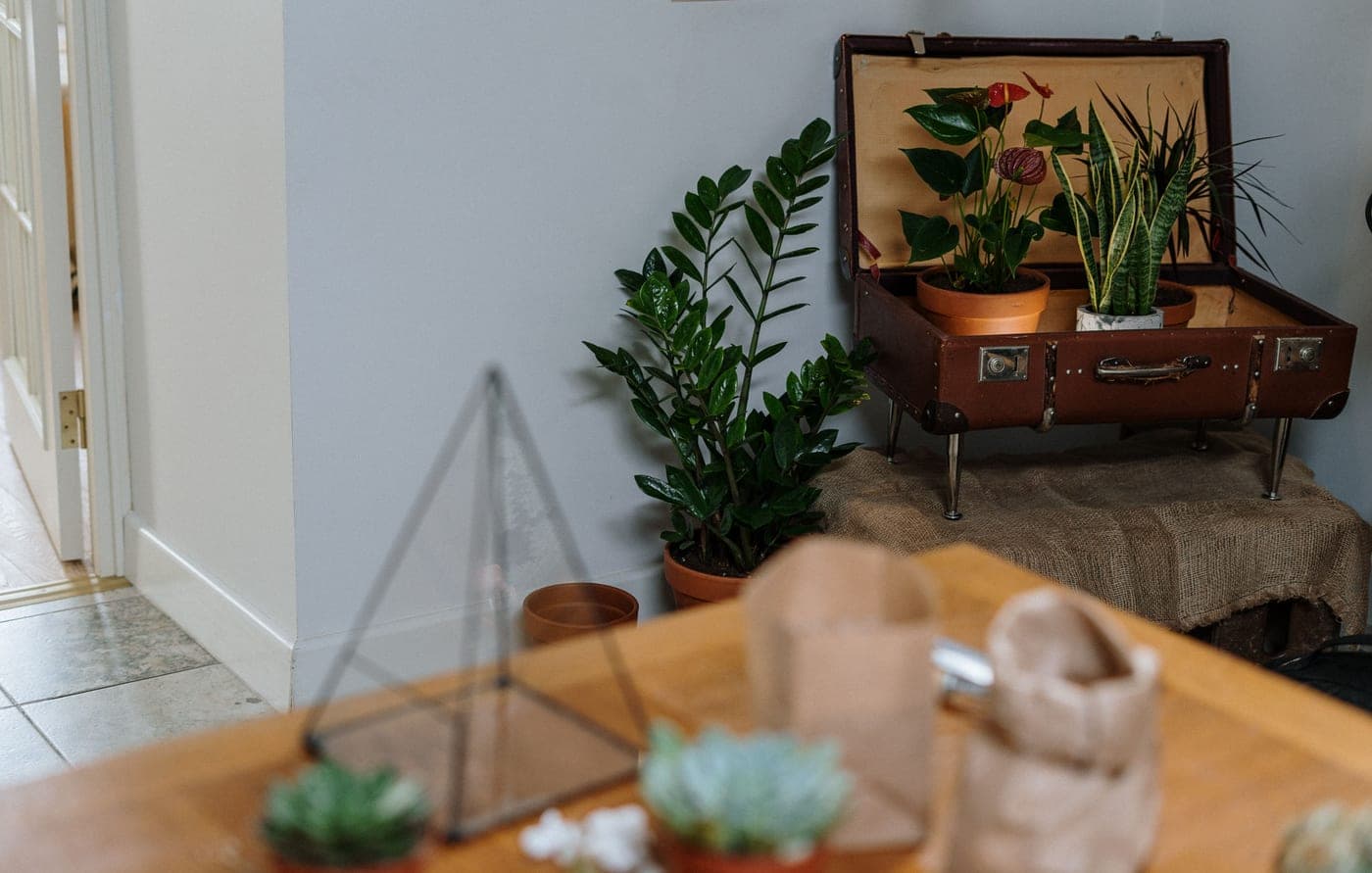 Potted plants grouped together beside a window before a trip away
